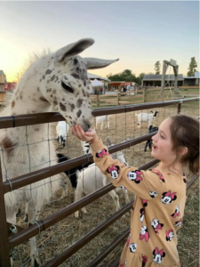 A petting zoo is one of the many fun activities at Jackson Farm in Black Rock.