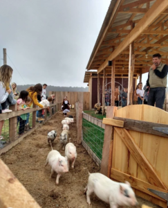 pig races at Jackson farm 